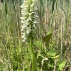 Das Strohgelbe Knabenkraut (Dactylorhiza ochroleuca)...