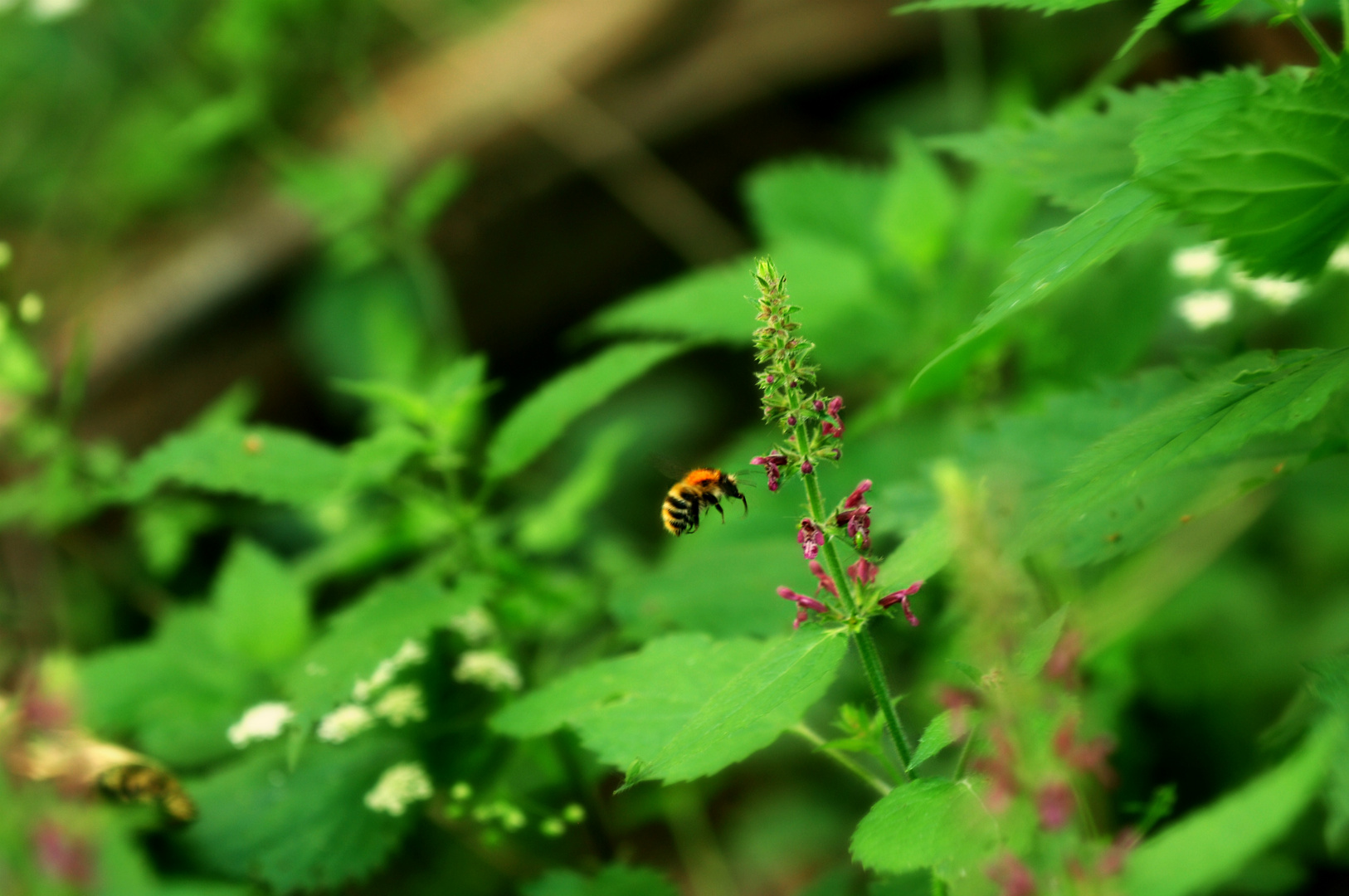 Das süße Bienchen :)