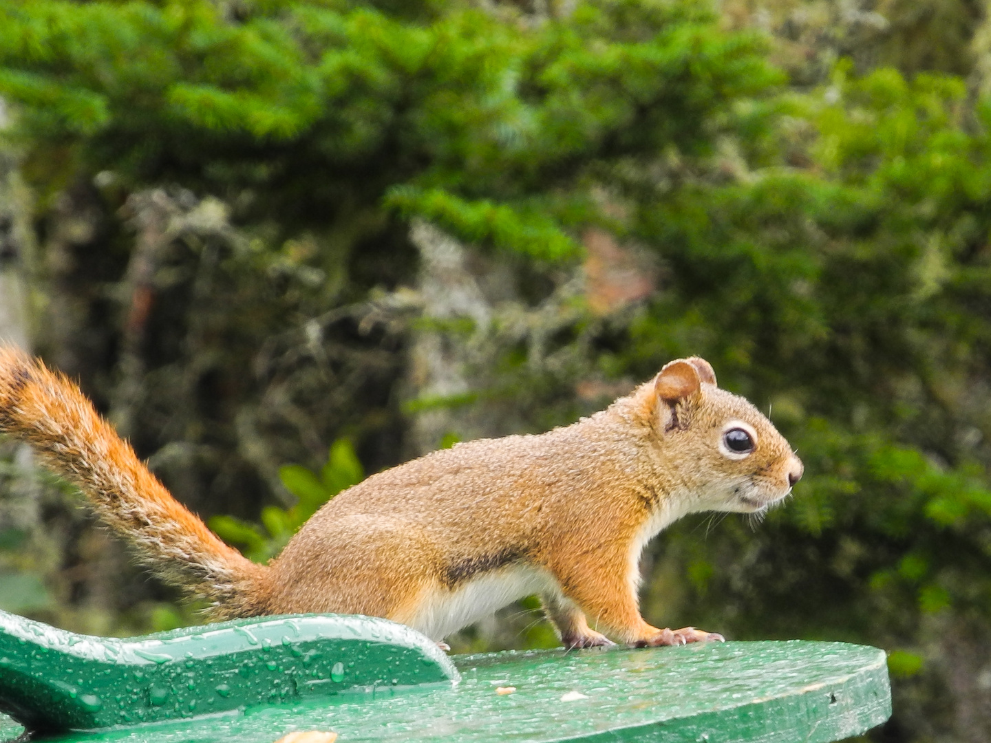 Das süsse lachende Eichhörnchen