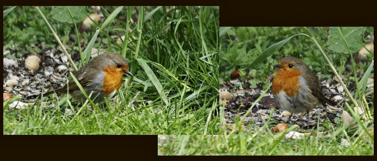 Das süße Rotkehlchen frühstückte heute im Garten...