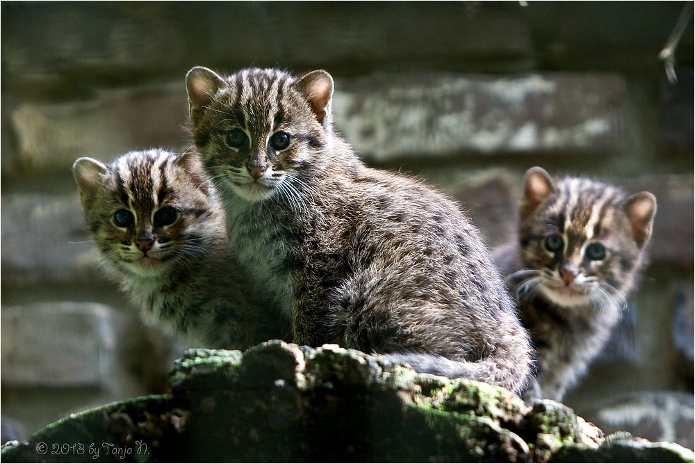 das süße Trio