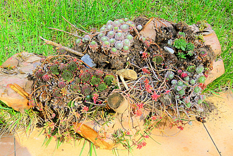 Das Sukkulenten- Holz