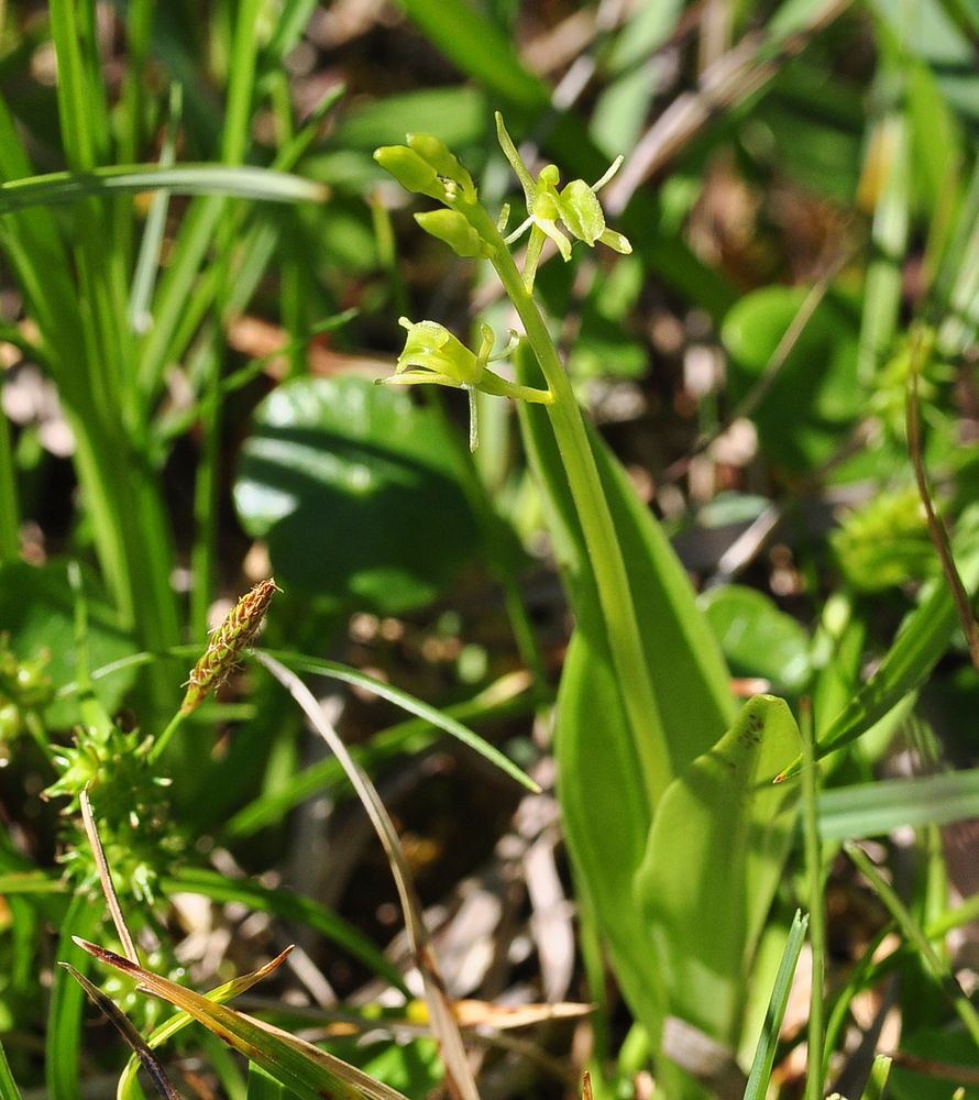 Das Sumpf- Glanzkraut (Liparis loeselii)