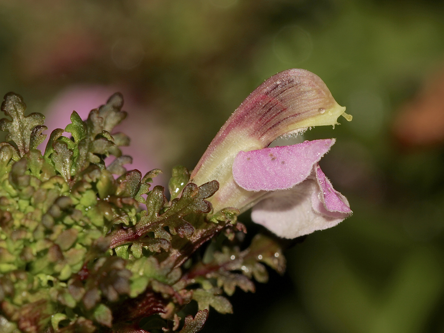 Das Sumpf-Läusekraut (Pedicularis palustris) ...