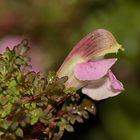 Das Sumpf-Läusekraut (Pedicularis palustris) ...