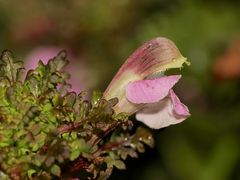 Das Sumpf-Läusekraut (Pedicularis palustris) ...