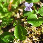 Das Sumpf- Veilchen (Viola palustris)