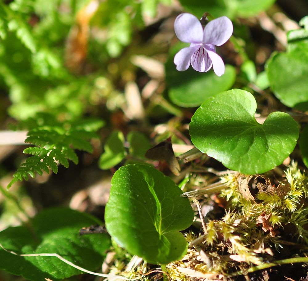 Das Sumpf- Veilchen (Viola palustris)