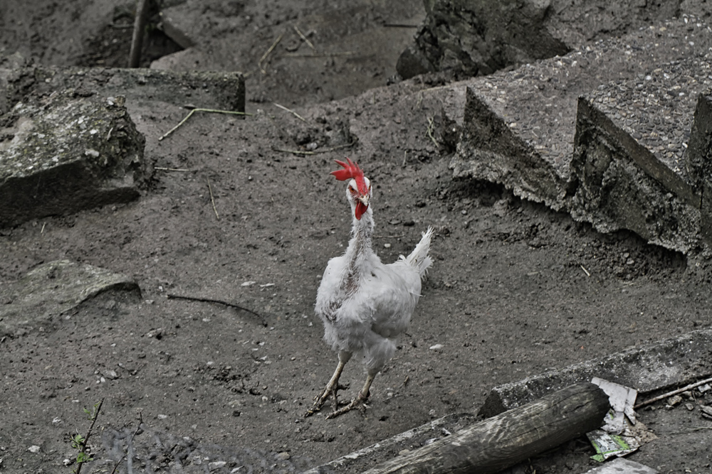 das Suppenhuhn war auch dabei