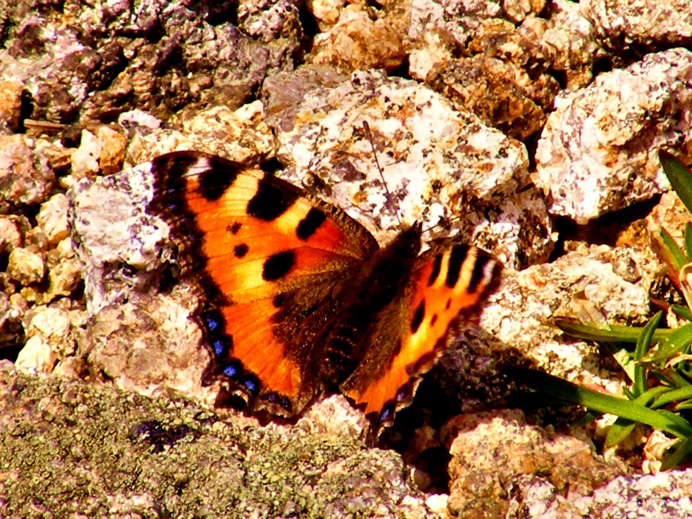 Das Symbol Von Neuanfang Foto Bild Tiere Wildlife Schmetterlinge Bilder Auf Fotocommunity