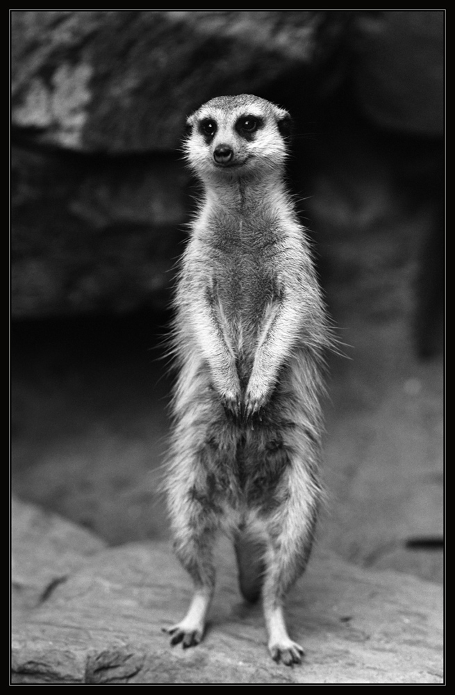 Das sympathischste Tier im Kölner Zoo