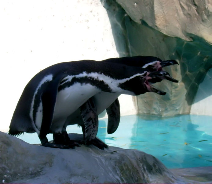 Das Synchronmeckern der Pinguine