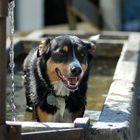 Das Tägliche Bad im Dorfbrunnen