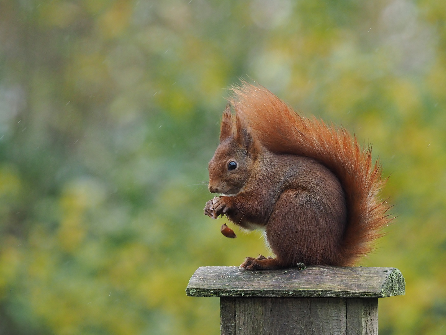 Das tägliche Hörnchen..... Foto &amp; Bild | tiere, wildlife, säugetiere ...
