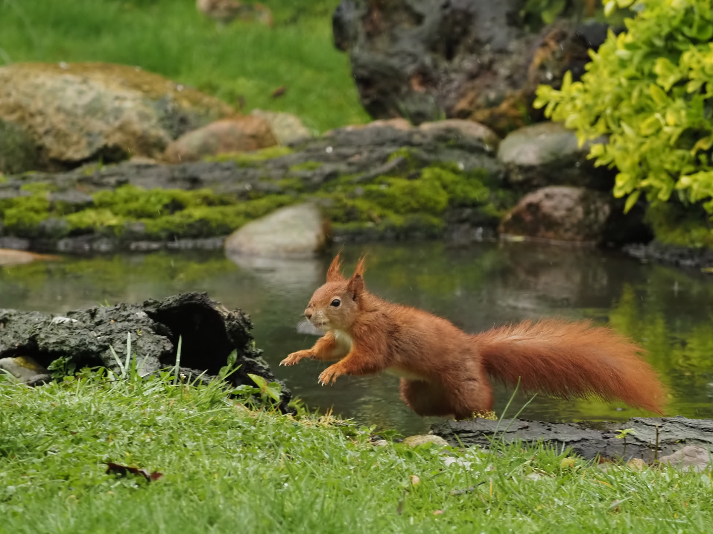 Das tägliche Hörnchen