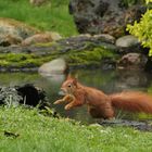 Das tägliche Hörnchen