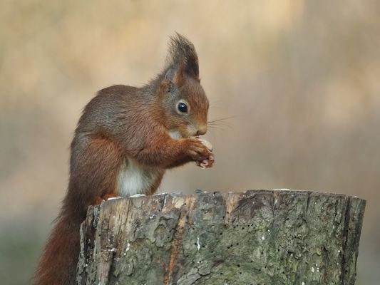 Das tägliche Hörnchen