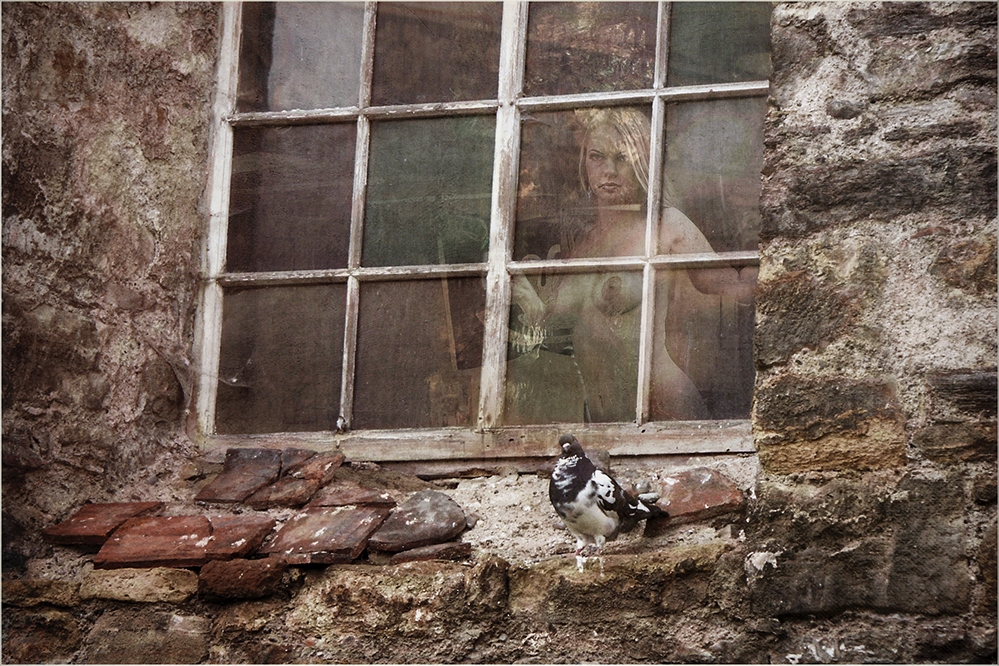 das Täubchen am Fenster