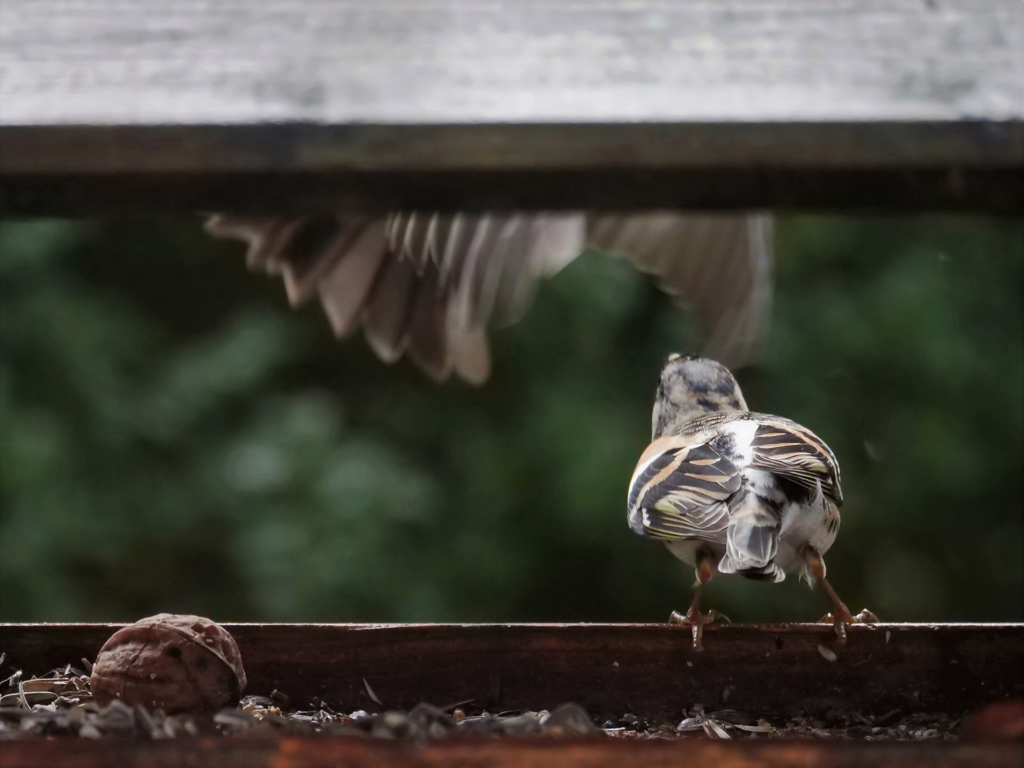 Das taffe Buchfinkenweibchen