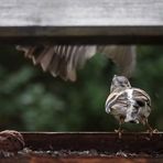 Das taffe Buchfinkenweibchen