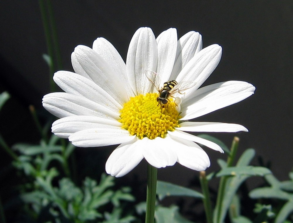 Das Tagesmenue - Schwebfliege an Margerite