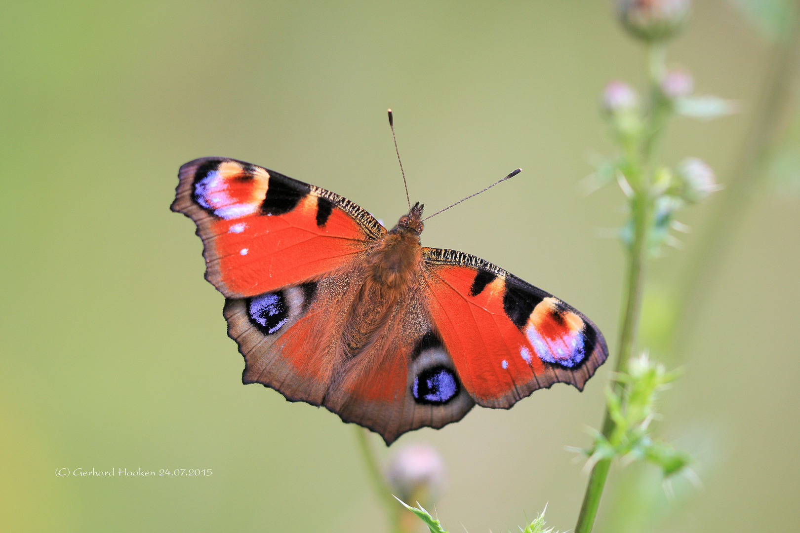 Das Tagpfauenauge (Aglais io; Syn.: Inachis io, Nymphalis io)