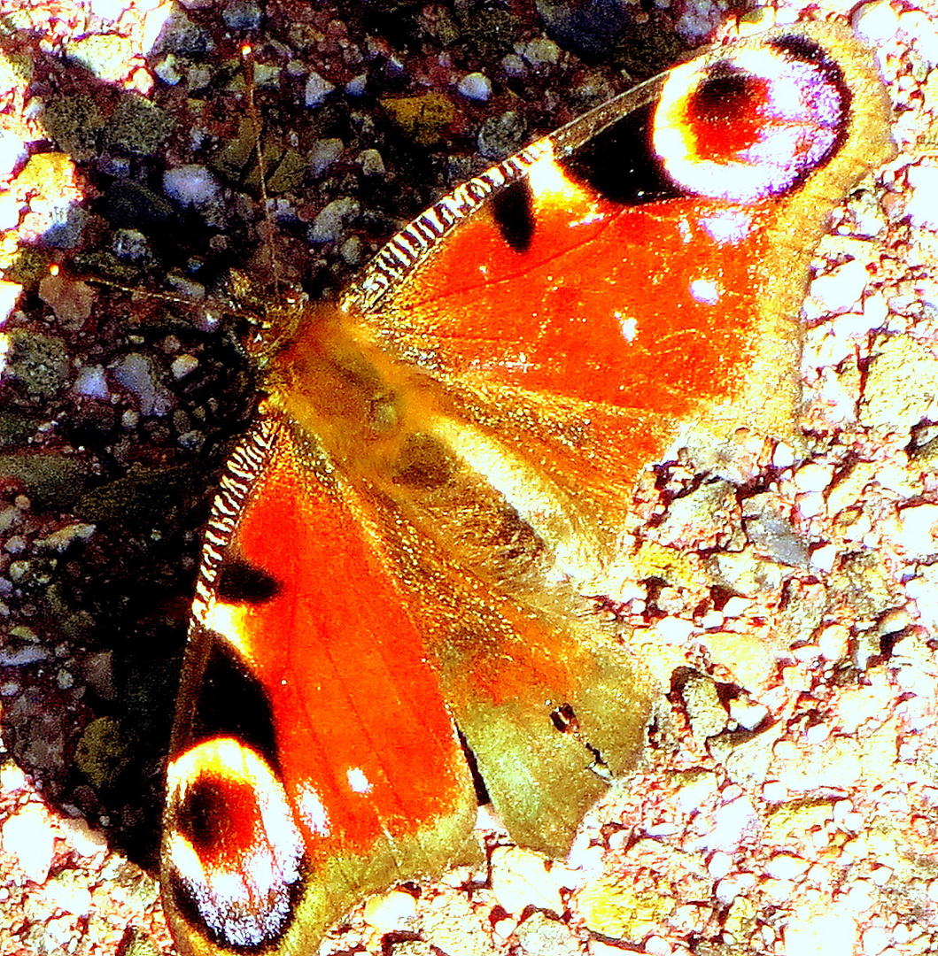 Das Tagpfauenauge (Der Frühling) wirft seinen Schatten voraus