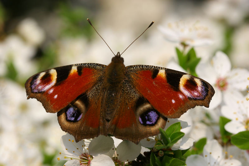 Das Tagpfauenauge (Inachis io)