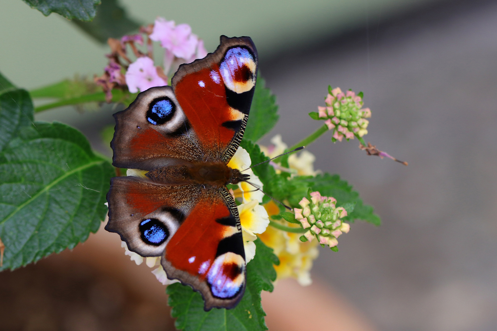 Das Tagpfauenauge ist Schmetterling des Jahres 2009