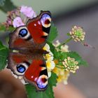 Das Tagpfauenauge ist Schmetterling des Jahres 2009