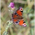 das Tagpfauenauge sitzt auf einer Distel