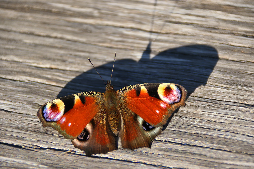 das Tagpfauenauge und sein Schatten