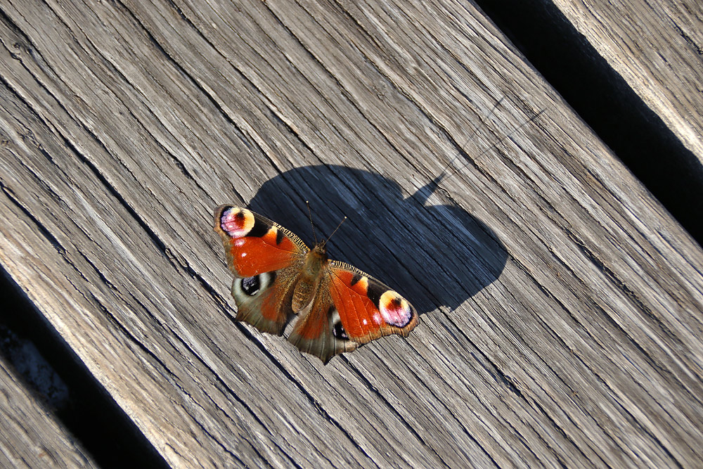 das Tagpfauenauge und sein Schatten