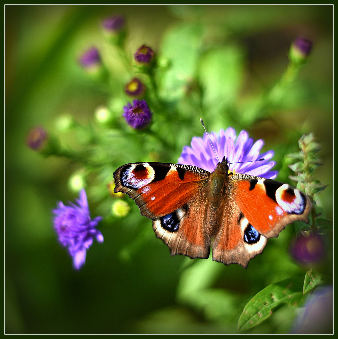 Das Tagpfauenauge....Er liebt die Sternastern in meinem Garten.... 