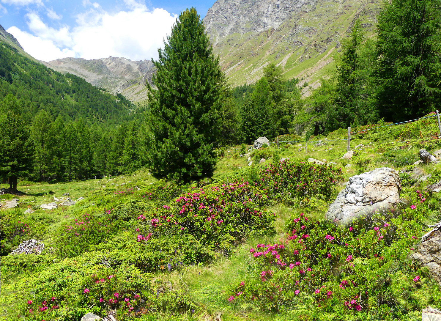 Das Tal der Alpenrosen