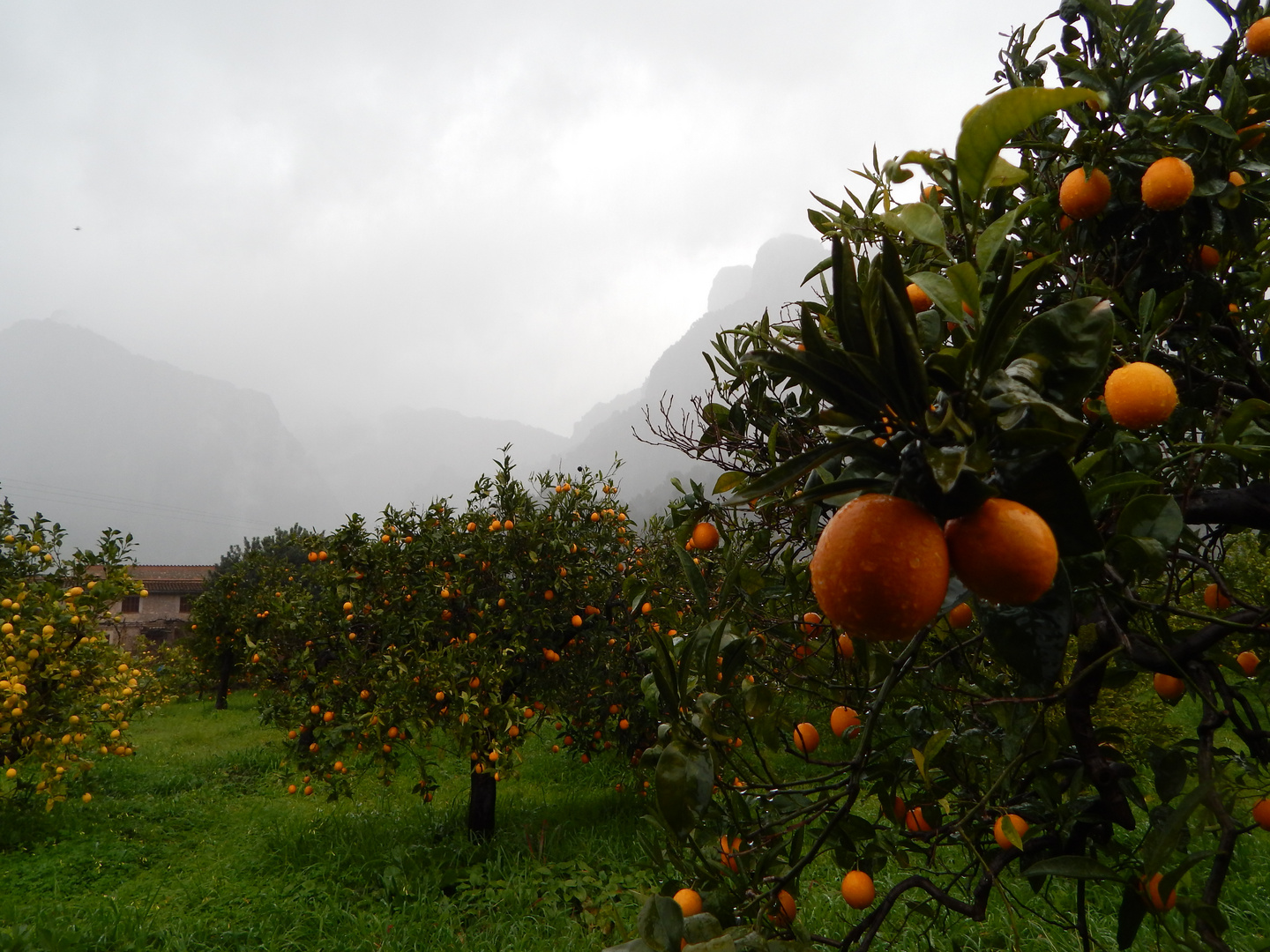 Das Tal der Orangen - Soller auf Mallorca