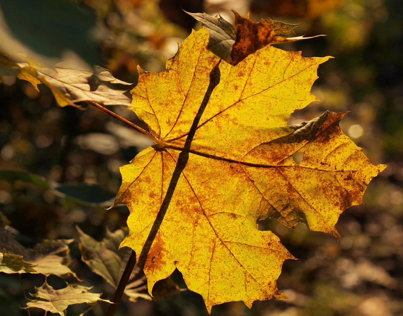 das tanzende blatt!