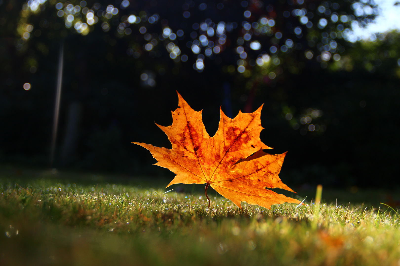 das tanzende Blatt