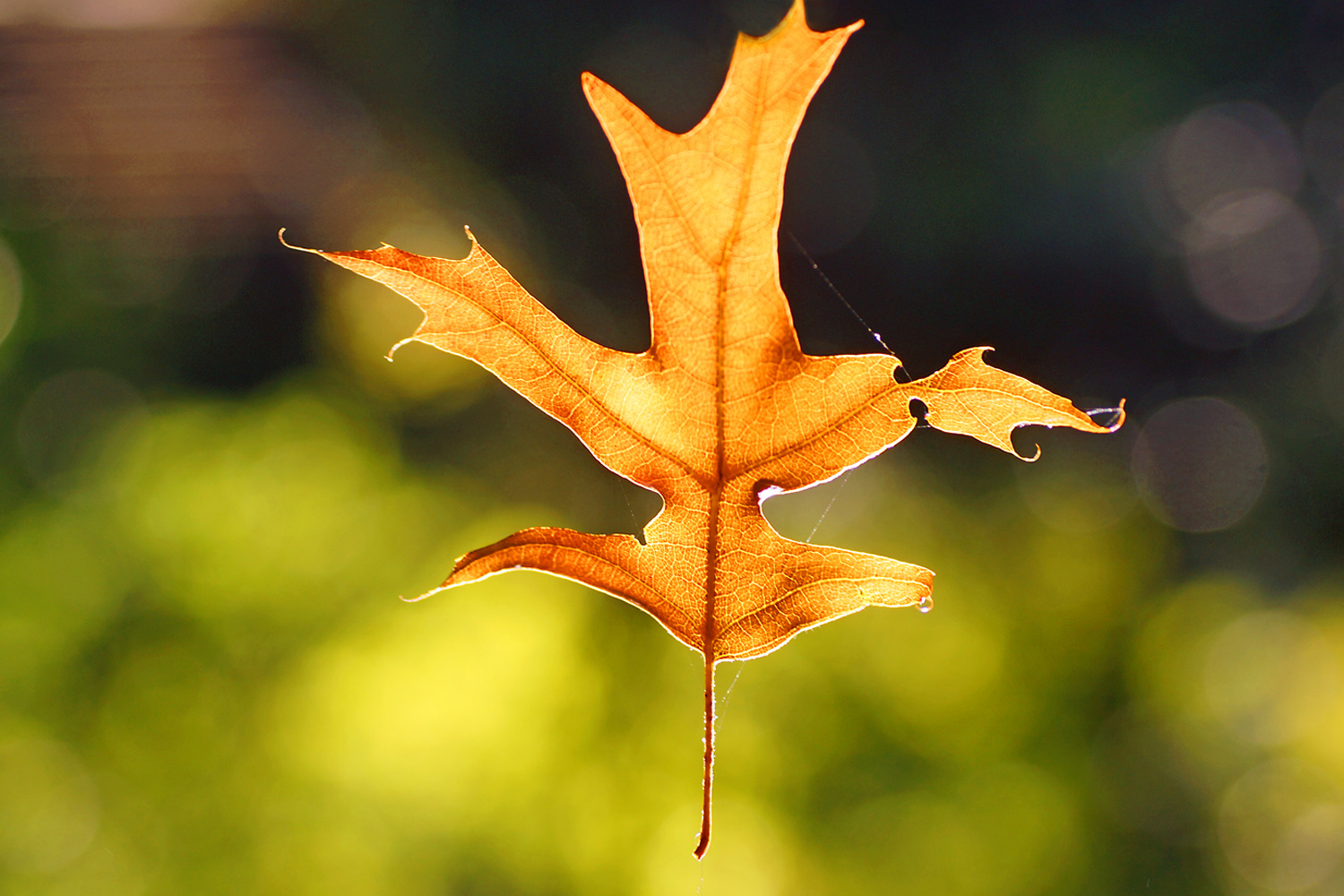 Das tanzende Blatt II