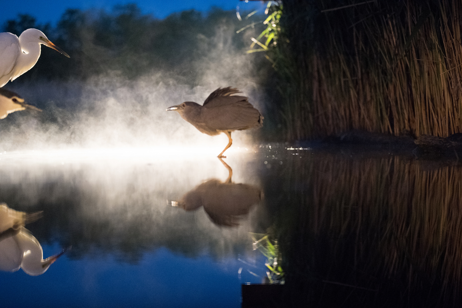 Das tapfere Nachtreiherchen... (Nycticorax nycticorax)