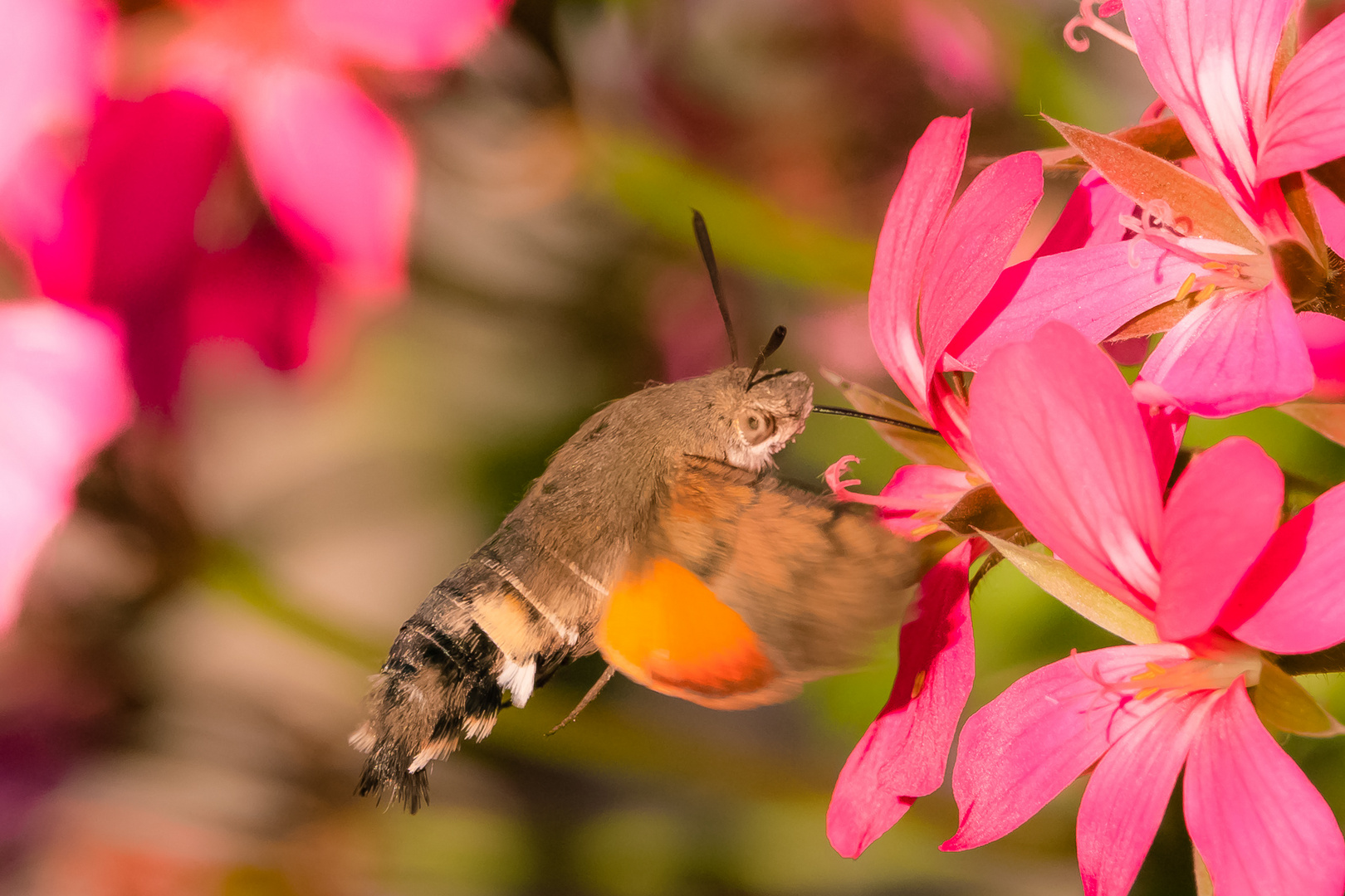 Das Taubenschwänzchen an der Blüte