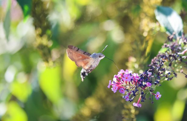 Das Taubenschwänzchen