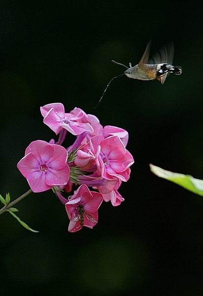 Das Taubenschwänzchen im Flug