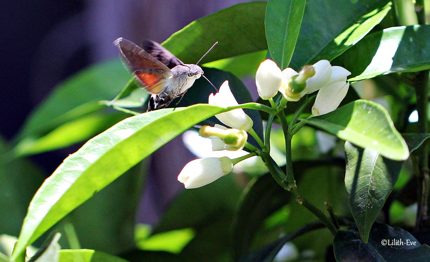 Das Taubenschwänzchen (Macroglossum stellatarum)