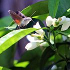 Das Taubenschwänzchen (Macroglossum stellatarum)