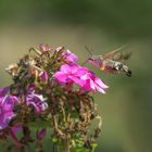 Das Taubenschwänzchen (Macroglossum stellatarum)