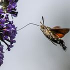 Das Taubenschwänzchen (Macroglossum stellatarum)