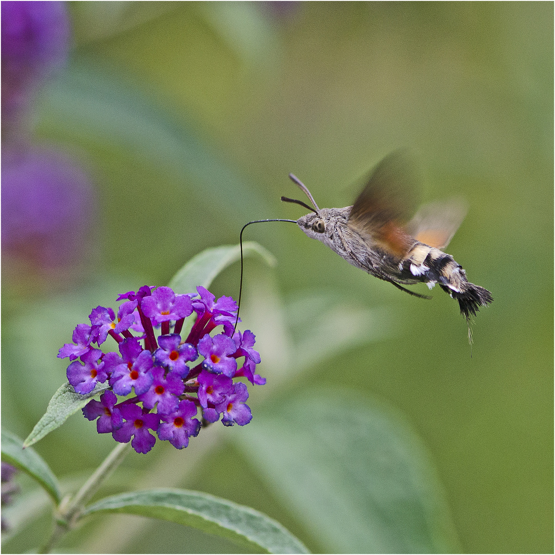 Das Taubenschwänzchen (Macroglossum stellatarum) . . .