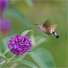 Das Taubenschwänzchen (Macroglossum stellatarum) . . .