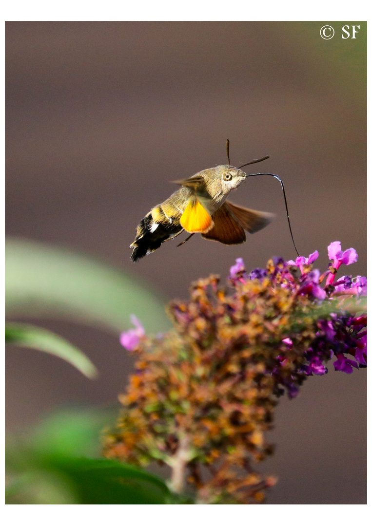 Das Taubenschwänzchen - Macroglossum stellatarum